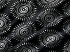 Onyx Eclipse Radiance